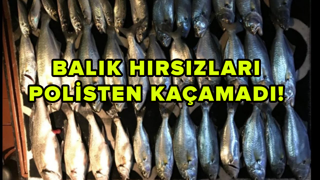 Balık Hırsızları Polisten Kaçamadı!