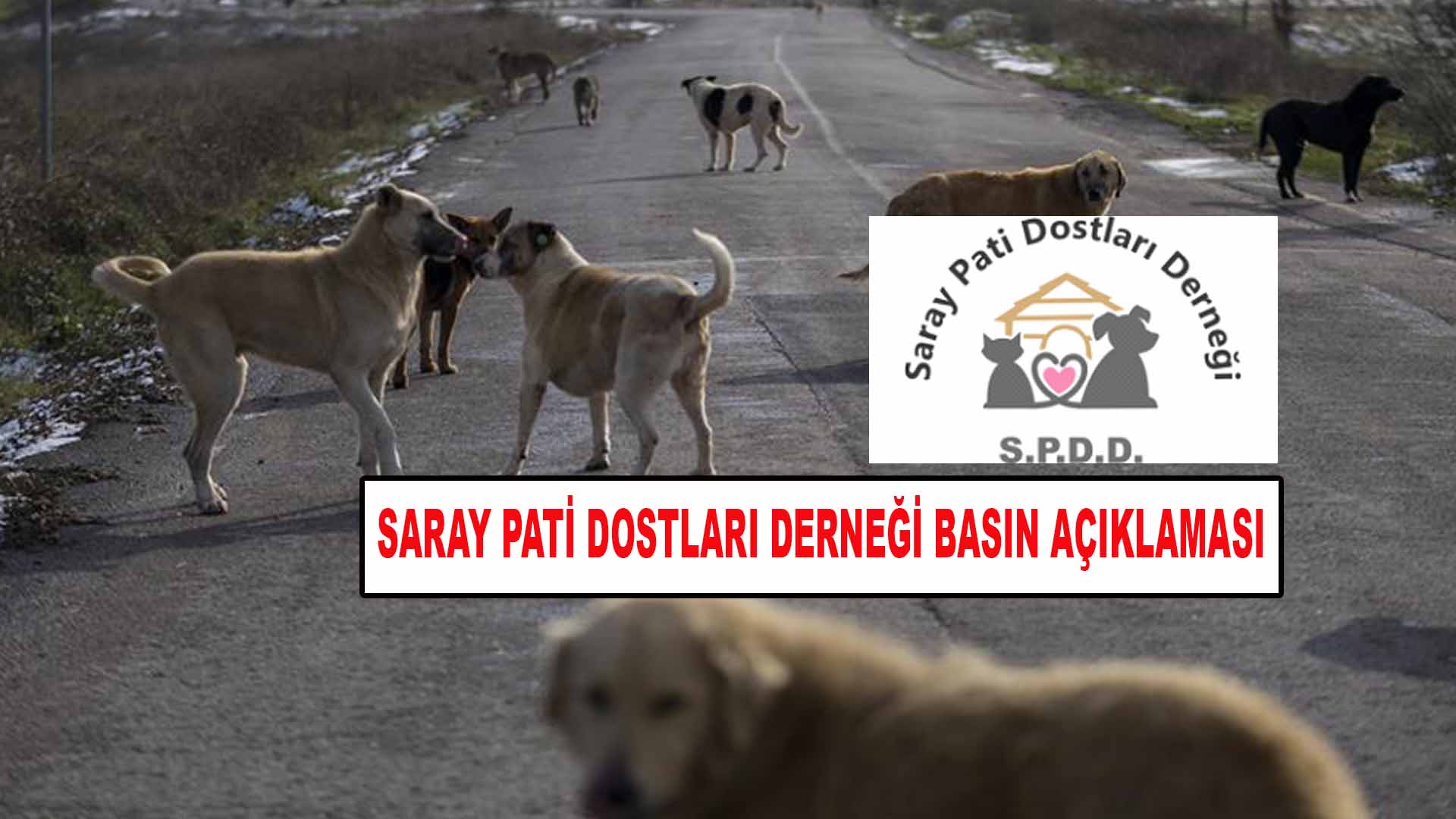 Saray Pati Dostları Derneğinden Basın Açıklaması