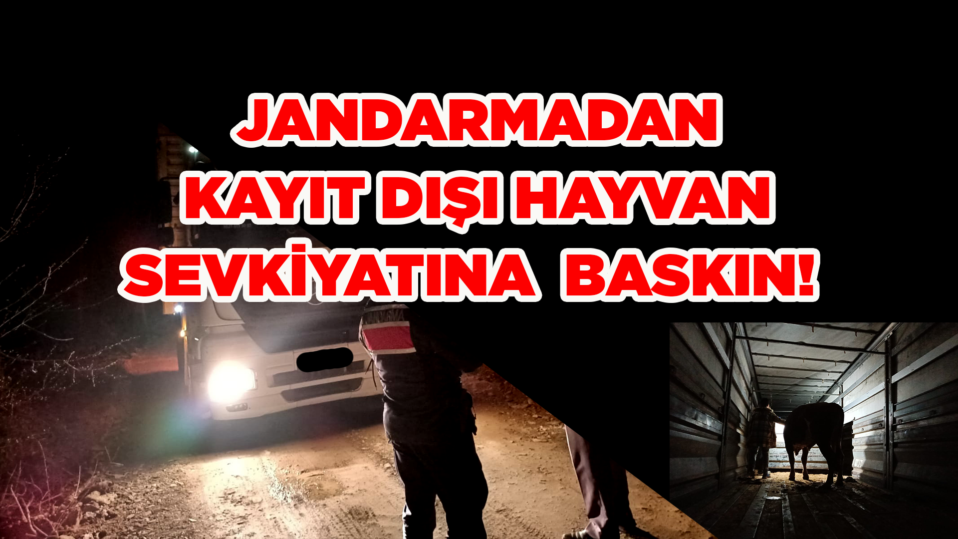 Jandarma Kaçak Hayvan Sevkiyatına Geçit Vermedi!